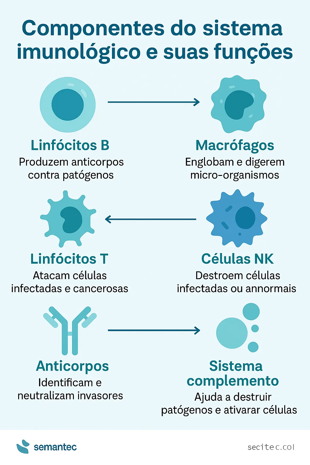 🧬 Como Funciona o Sistema Imunológico? Descubra os Segredos da Defesa Natural do Seu Corpo Diagrama ilustrado dos principais componentes do sistema imunológico e suas funções