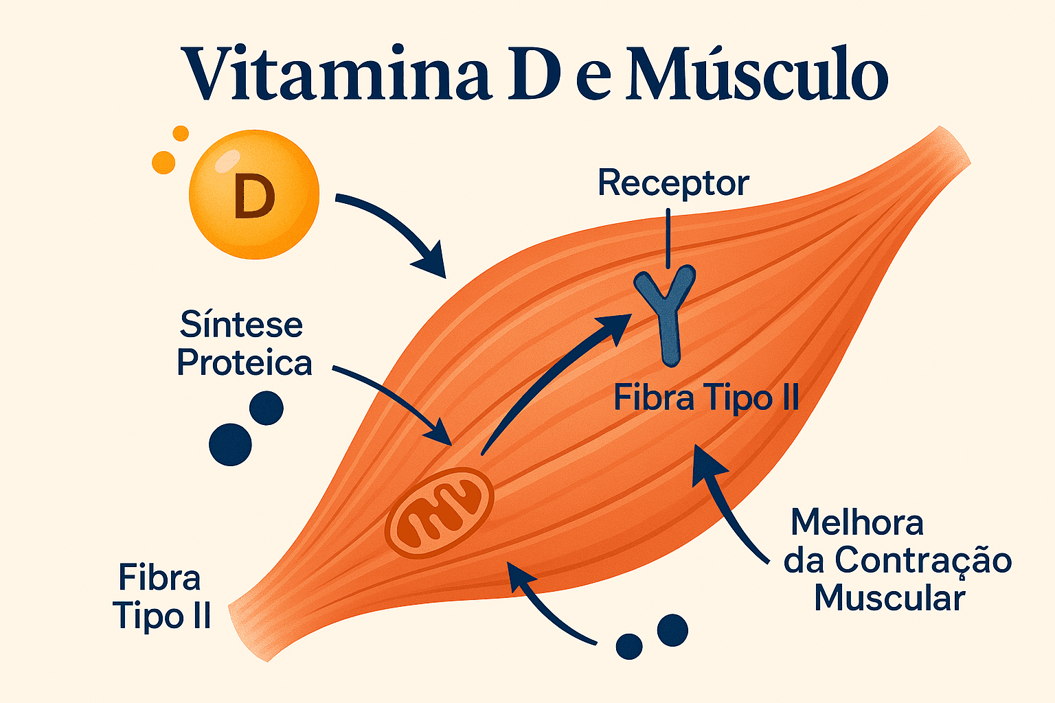 𧬠O Papel da Vitamina D na Sarcopenia: O Que a Ciência Diz Diagrama ilustrando a atuação da vitamina D no músculo: síntese proteica e fibras tipo II
